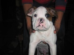 Fotos de perros